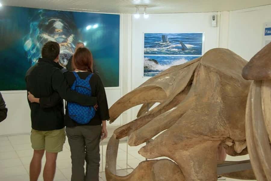 Peninsula Valdes Shore Tour for Cruise Passengers + City - Practical tips for a better day