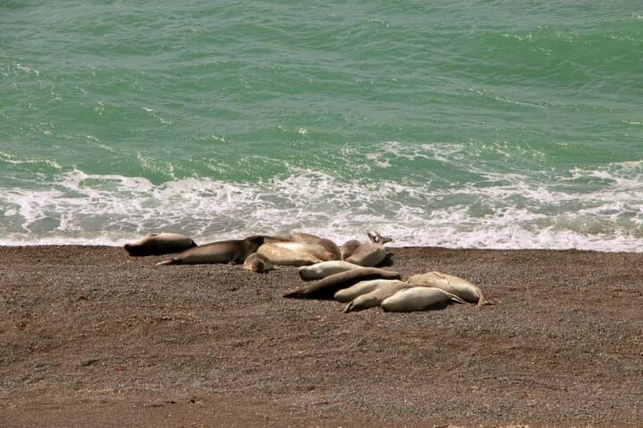 Peninsula Valdes Shore Tour for Cruise Passengers + City - The drive from Puerto Madryn to the reserve