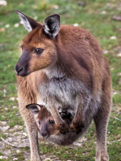 Penneshaw: Shore Excursion Kangaroo Island Scenic Tour