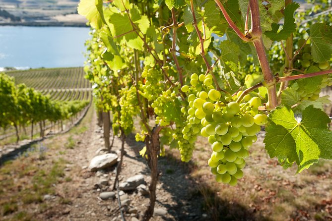 Picton Cruise Ship Shore Excursion Marlborough Wine Tour - From Picton’s i-Site to the Marlborough vineyards
