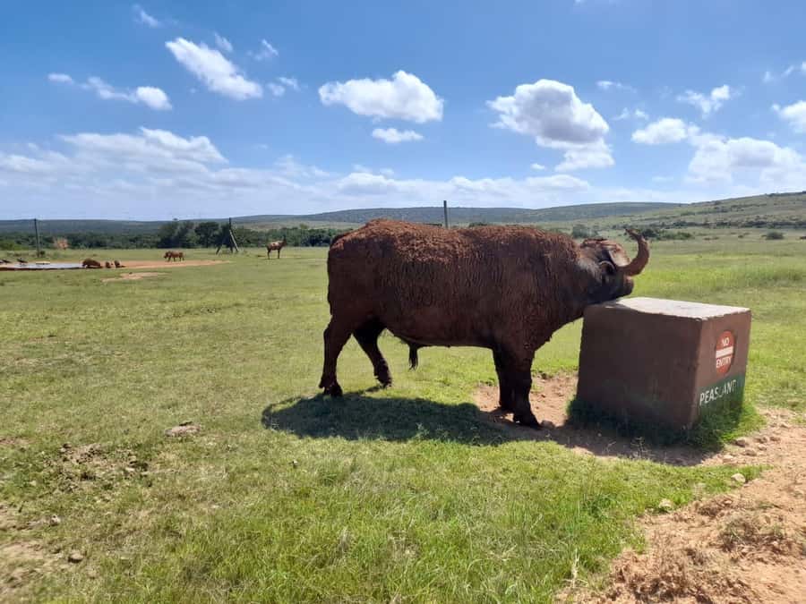 Port Elizabeth: Addo Elephant Park Shore Excursion & Safari - Key points to know before booking
