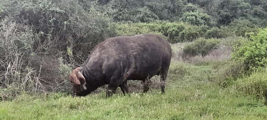 Port Elizabeth: Addo Elephant Park Shore Excursion & Safari - Should you book it?