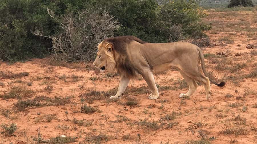 Port Elizabeth: Addo Elephant Park Shore Excursion & Safari - Four hours of wildlife viewing inside Addo