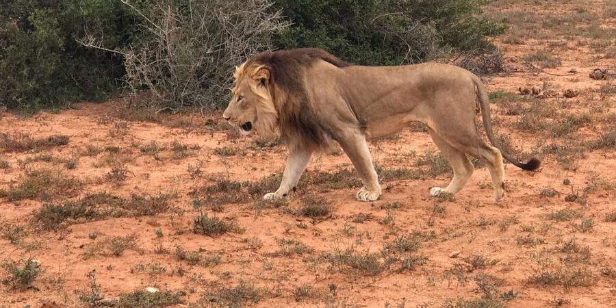 Port Elizabeth: Addo Elephant Park Shore Excursion & Safari - The second drive and the value of extra park time