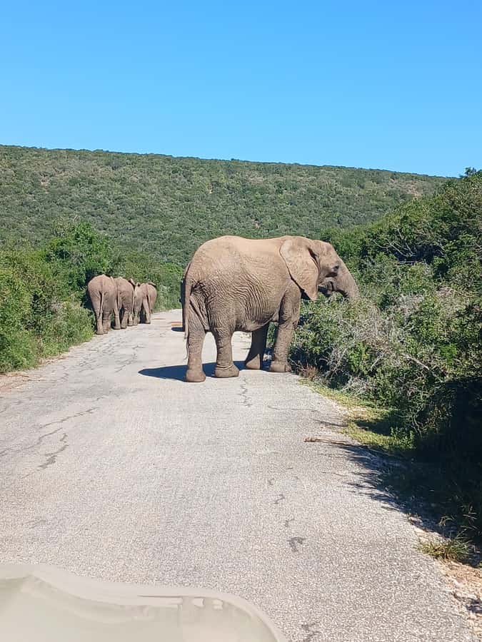 Port Elizabeth: Addo Elephant Park Shore Excursion & Safari - Guide quality can shape the whole day