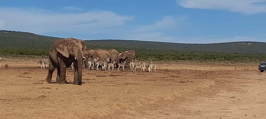 Port Elizabeth: Addo Elephant Park Shore Excursion & Safari - Pickup from Port Elizabeth and the 45-minute transfer