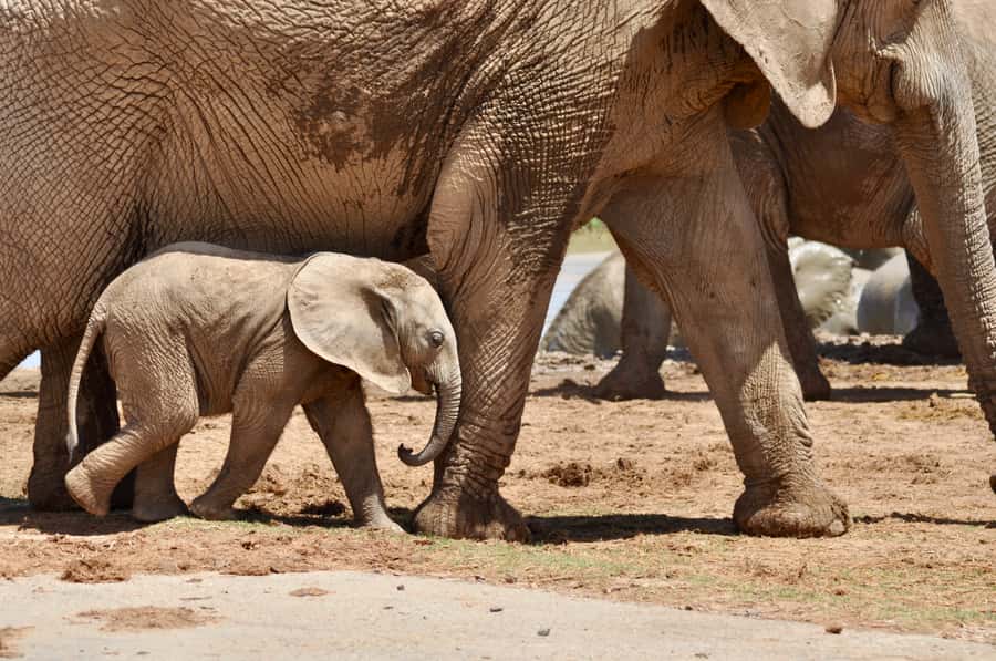 Port Elizabeth: Addo Elephant Park Shore Excursion with BBQ - Key points at a glance