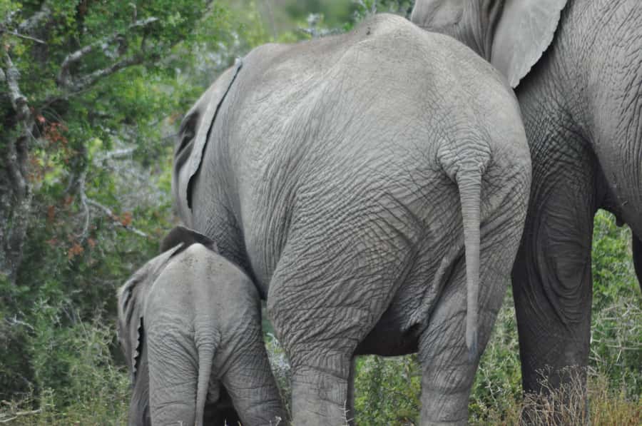 Port Elizabeth: Addo Elephant Park Shore Excursion with BBQ - What the $164 price includes