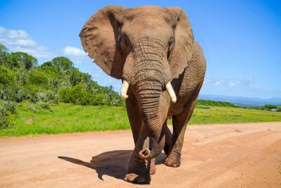 Port Elizabeth: Schotia Game Reserve Safari with Port Pickup