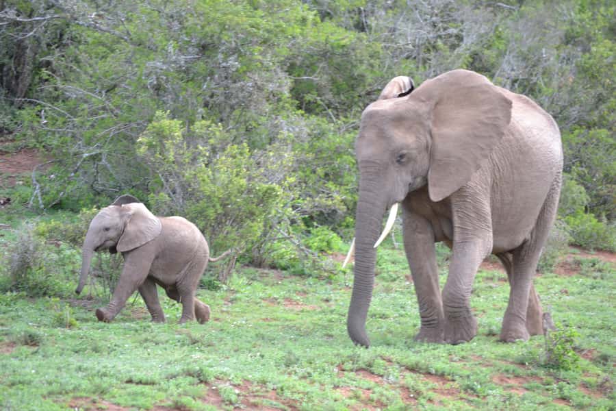 Port Elizabeth: Schotia Game Reserve Safari with Port Pickup - The guides are the heart of the trip