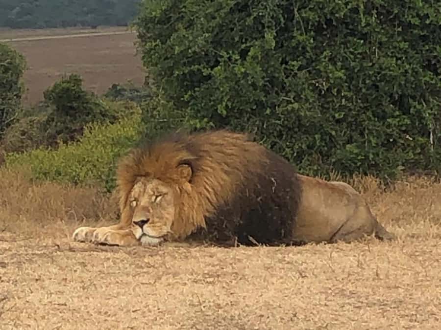 Port Elizabeth: Schotia Game Reserve Safari with Port Pickup - Snacks, drinks, and the midday pause