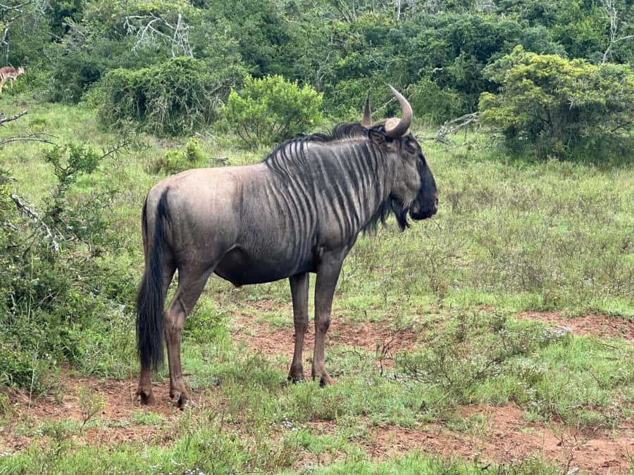 Port Elizabeth: Schotia Game Reserve Safari with Port Pickup - Is $233 good value?