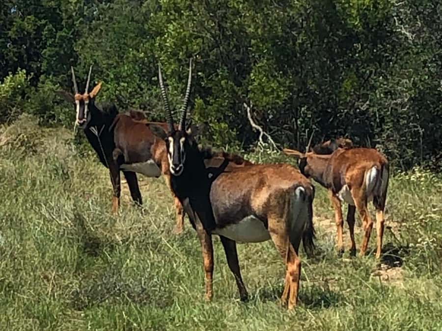 Port Elizabeth: Schotia Game Reserve Safari with Port Pickup - What to bring and who should book