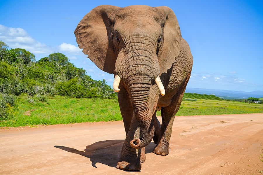 Port Elizabeth: Schotia Game Reserve Safari with Port Pickup - Why Schotia feels different from a standard park drive