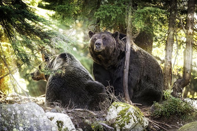 Post-Cruise Shore Excursion: Capilano Suspension Bridge & Grouse Mountain - The price, timing, and real value