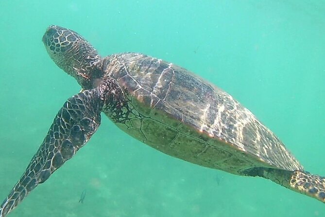 Princeville - Snorkeling Shore Excursion - Who will enjoy this most