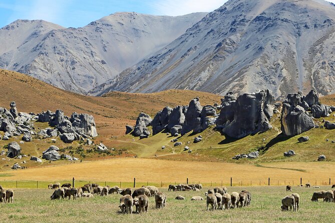 Private Castle Hill & Inland Canterbury Shore Excursion - What the private format adds