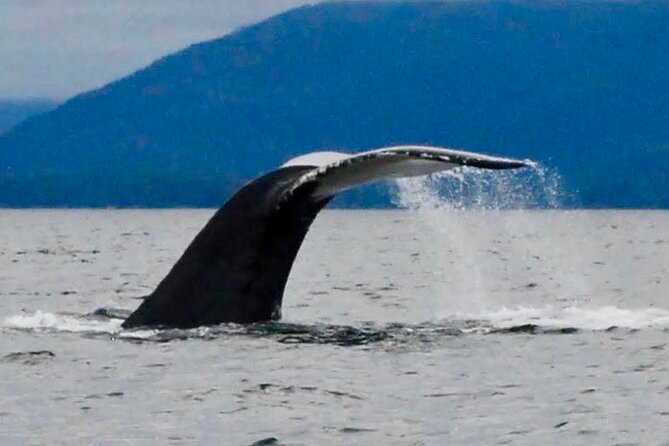 Private Charter Scenic Wildlife Excursion for Cruise Passengers - Key points to know before booking