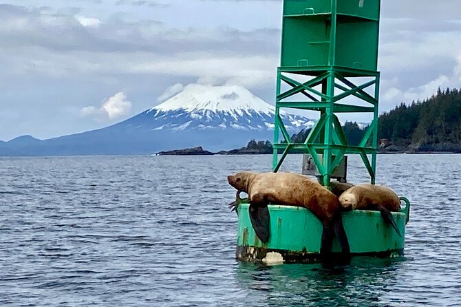 Private Charter Scenic Wildlife Excursion for Cruise Passengers - A private start at Sitka Harbor