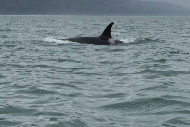 Private Charter Scenic Wildlife Excursion for Cruise Passengers - Captain Chris and the value of a flexible guide