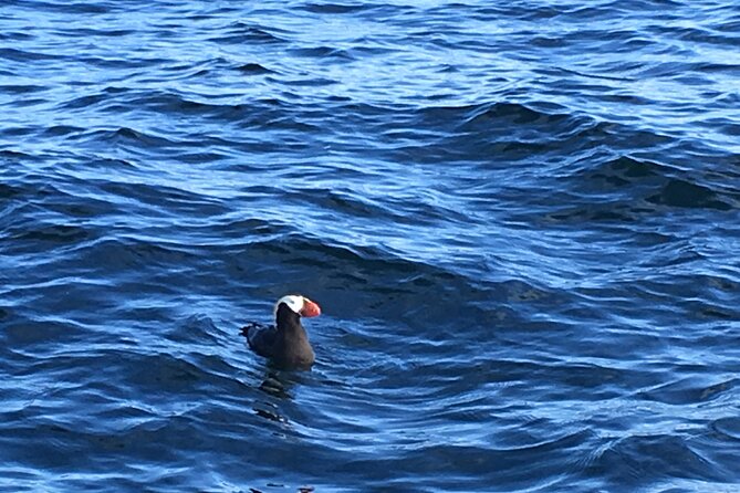 Private Charter Scenic Wildlife Excursion for Cruise Passengers - Who should book this Sitka excursion?