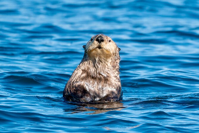 Private Charter Scenic Wildlife Excursion for Cruise Passengers - Why the Suzy-Q boat changes the experience