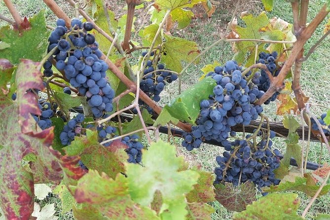 PRIVATE EXCURSION: Volterra & San Gimignano + wine tastings (from Livorno Port) - The Chianti road to a farmhouse lunch