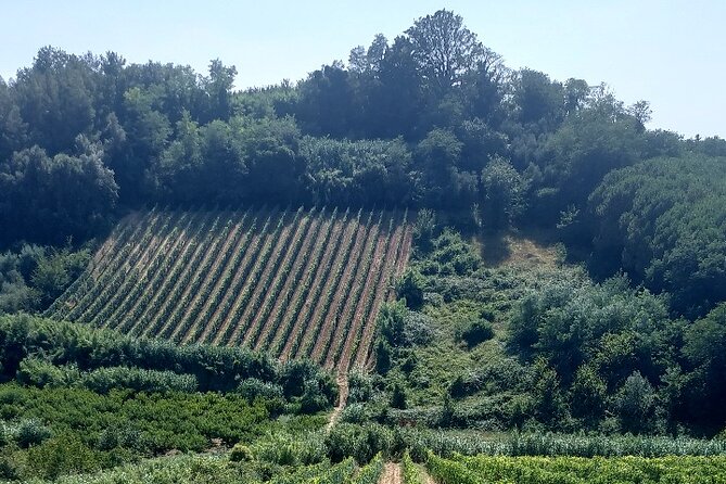 Private Guided Tour to Pisa and local Wine Farm from Livorno port - Timing, comfort, and the return to Livorno