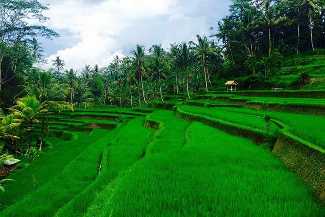 Private Shore Excursion: Ubud Art Villages and Sacred Monkey Forest - Puri Saren Palace and the royal center of Ubud