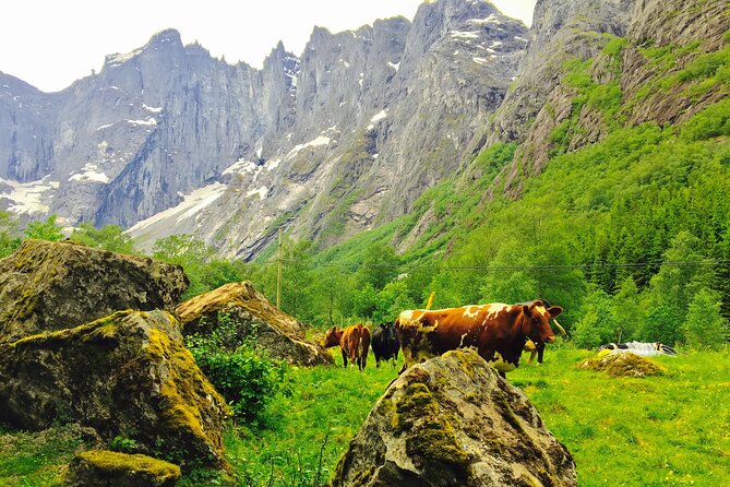 Private shore excursions Ålesund Trollstigen-Trollroad in small (1-4)groups - Price, group size, and real value