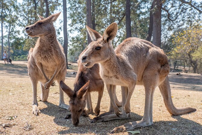 Private Shore Excursions with Lone Pine Koala Sanctuary Visit - Story Bridge and Kangaroo Point reveal Brisbane’s skyline