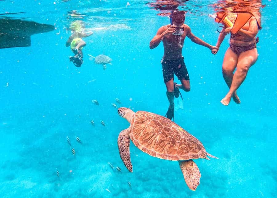 Private Snorkel Experience with Sea Turtle for Cruisers - Key points before you book