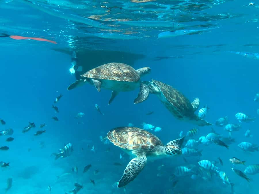 Private Snorkel Experience with Sea Turtle for Cruisers - Swimming with one of the sea’s oldest animals