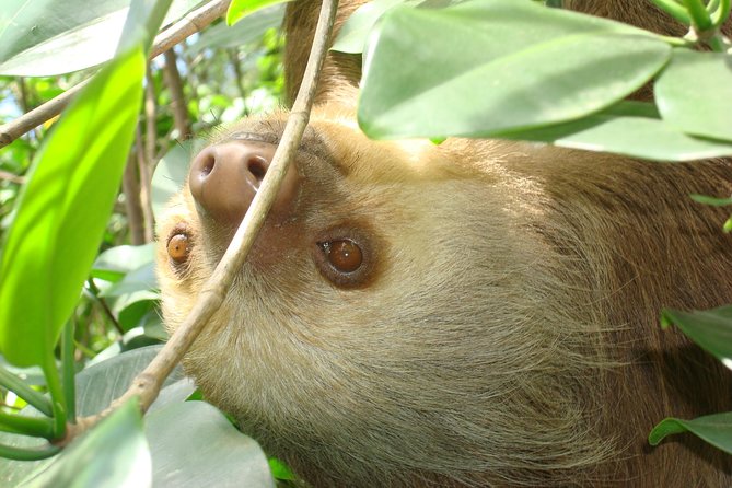 Puerto Limon Highlights 6 in 1 combo Tour. Shore Excursion - Quick Takeaways for Your Puerto Limón Day