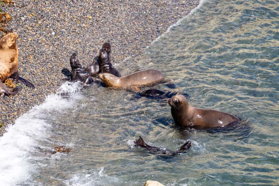 Puerto Madryn: Punta Loma Shore Excursion - Starting at Piedrabuena Pier in Puerto Madryn