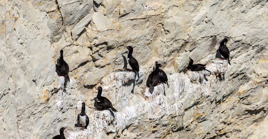 Puerto Madryn: Punta Loma Shore Excursion - Looking for cormorants on the cliffs