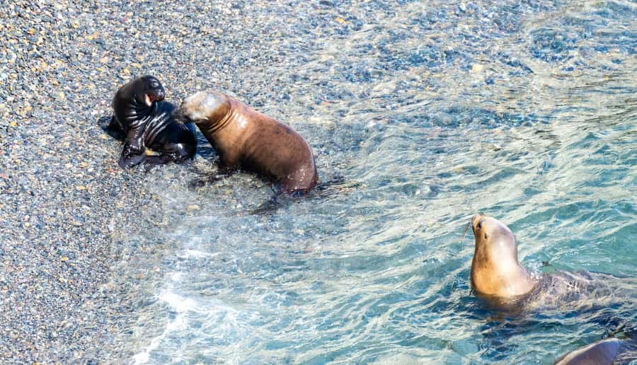 Puerto Madryn: Punta Loma Shore Excursion - Who will enjoy Punta Loma most?
