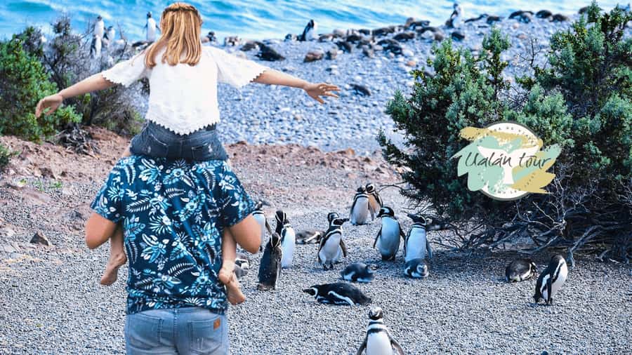 Puerto Madryn: Punta Tombo Shore Excursion for Cruise Guests - Key Points Before You Book