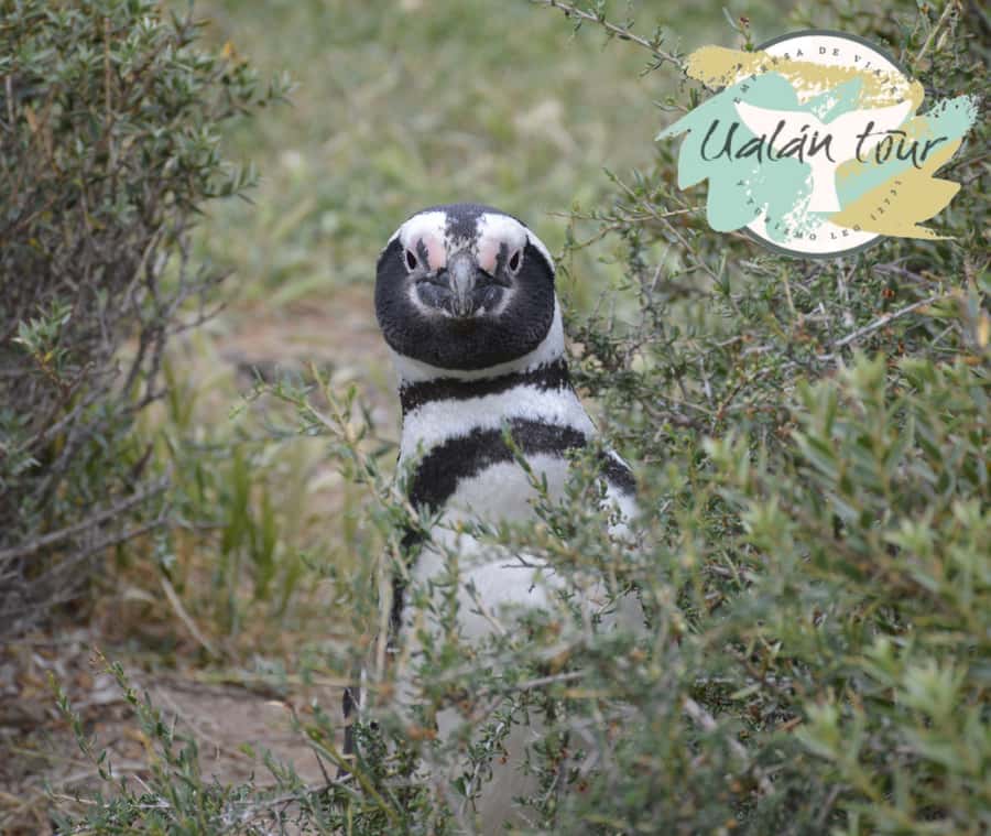 Puerto Madryn: Punta Tombo Shore Excursion for Cruise Guests - Why Punta Tombo Is Worth a Long Ride