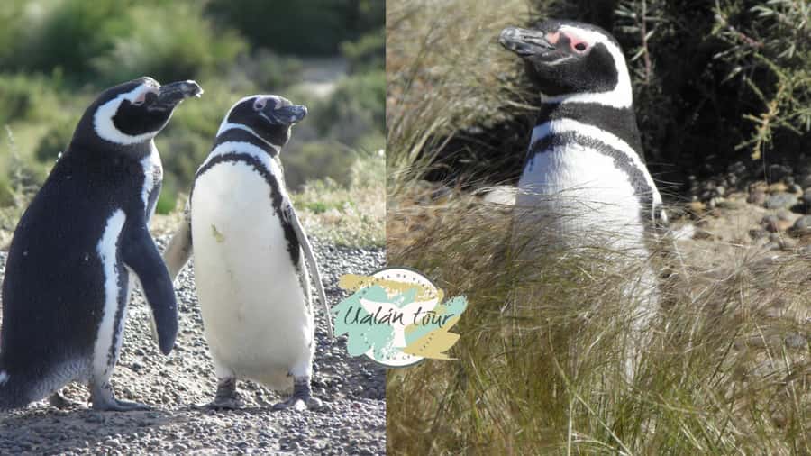 Puerto Madryn: Punta Tombo Shore Excursion for Cruise Guests - The Two-Hour Ride South