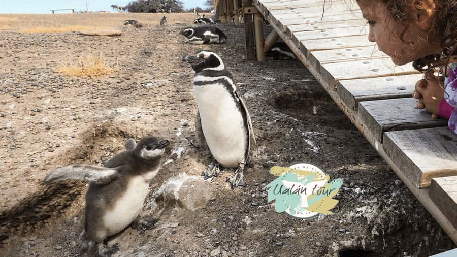 Puerto Madryn: Punta Tombo Shore Excursion for Cruise Guests - What the Guide Adds