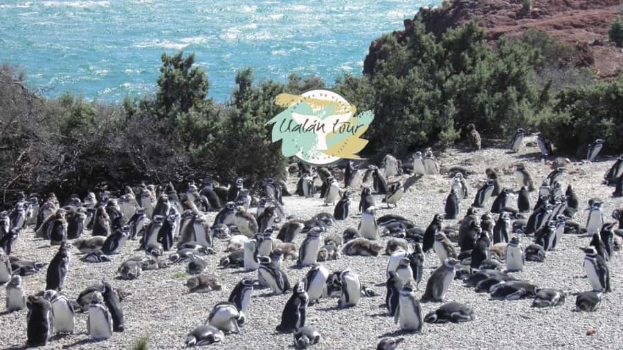 Puerto Madryn: Punta Tombo Shore Excursion for Cruise Guests - Facilities and Comfort at the Reserve