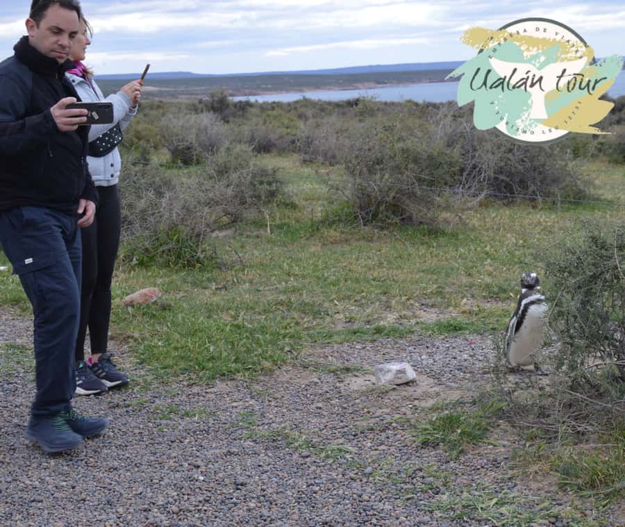 Puerto Madryn: Punta Tombo Shore Excursion for Cruise Guests - Is $90 a Fair Price?