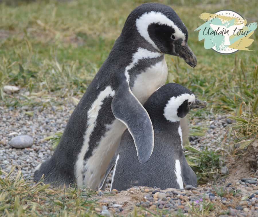 Puerto Madryn: Punta Tombo Shore Excursion for Cruise Guests - Who Will Enjoy This Shore Trip Most?