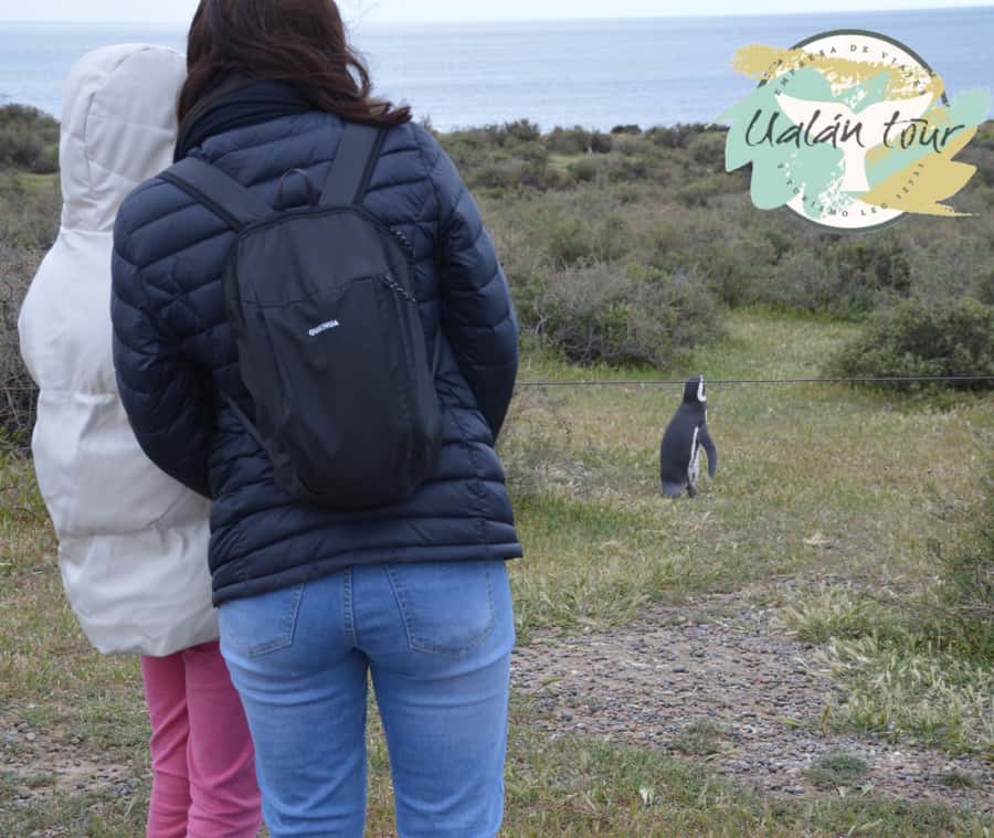 Puerto Madryn: Punta Tombo Shore Excursion for Cruise Guests - Practical Ways to Make the Day Better