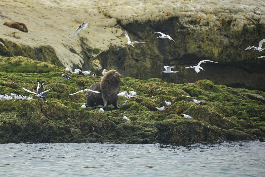 Punta Loma Shore Excursion with City tour - Why This Two-Hour Tour Works for Cruise Passengers