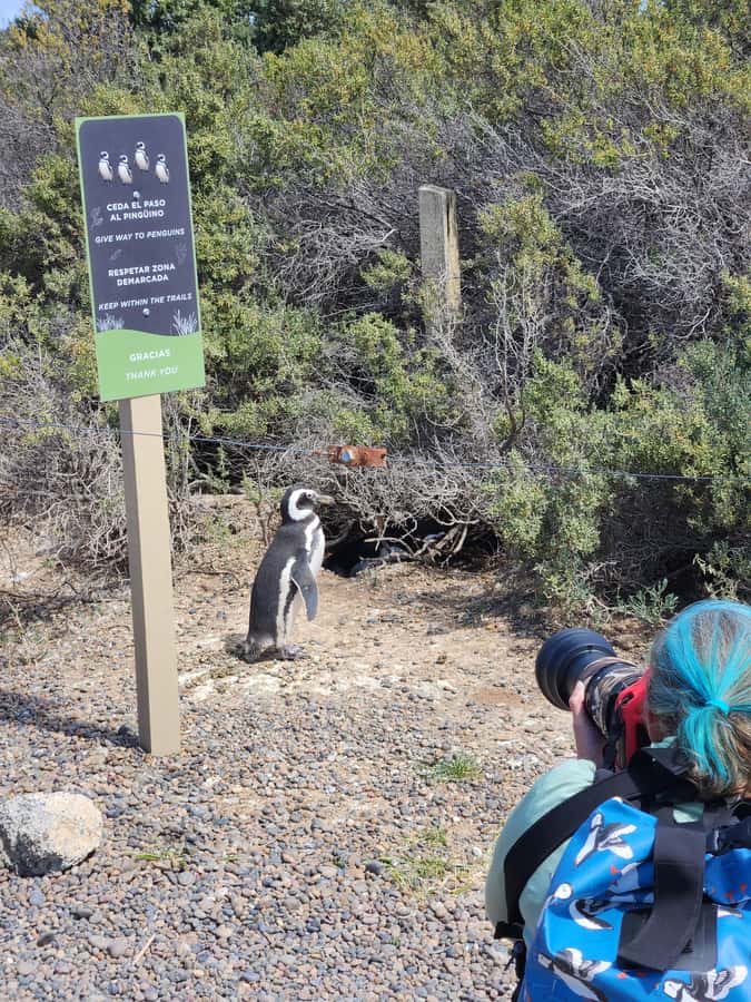 Punta Tombo Cruise Shore Excursion - Walk among penguins - Why this Punta Tombo trip deserves a place on your shore-excursion list