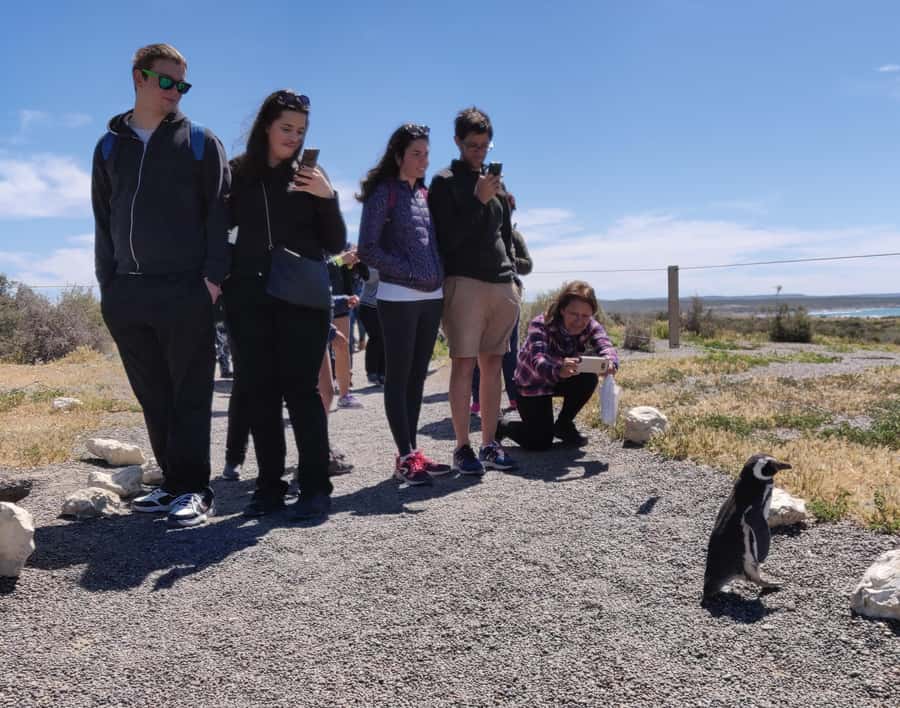 Punta Tombo Cruise Shore Excursion - Walk among penguins - The real tradeoff: two hours with penguins, nearly five hours on the road