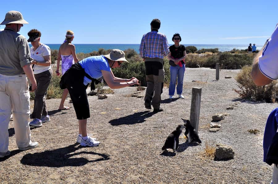 Punta Tombo Shore Excursion for Cruise Passengers + City - Returning to Puerto Madryn before the ship