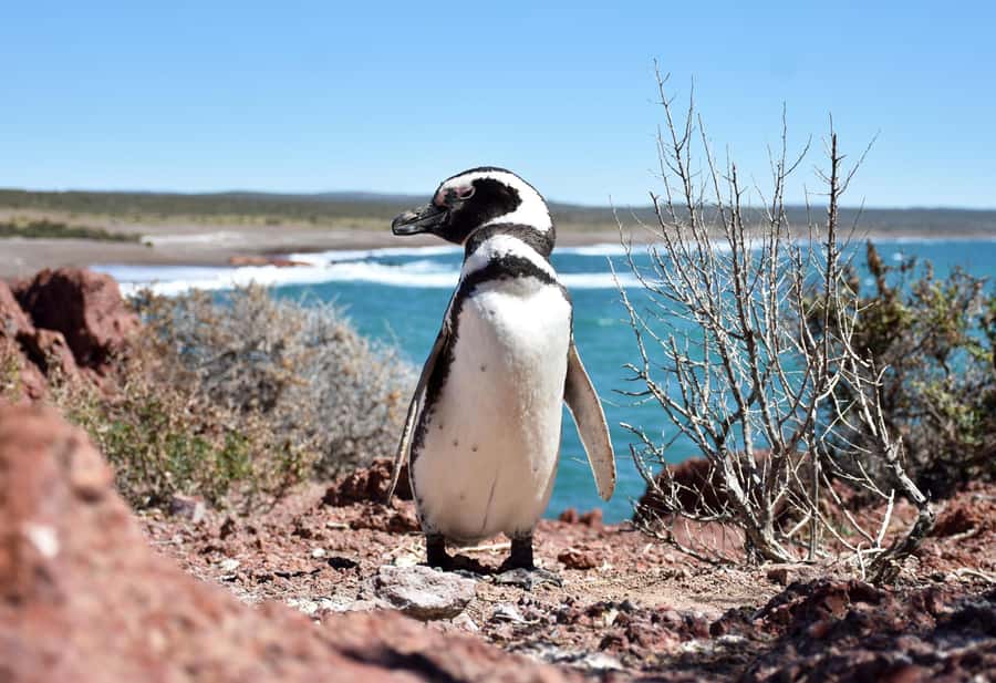 Punta Tombo Shore Excursion for Cruise Passengers + City - Price, park fee, and overall value